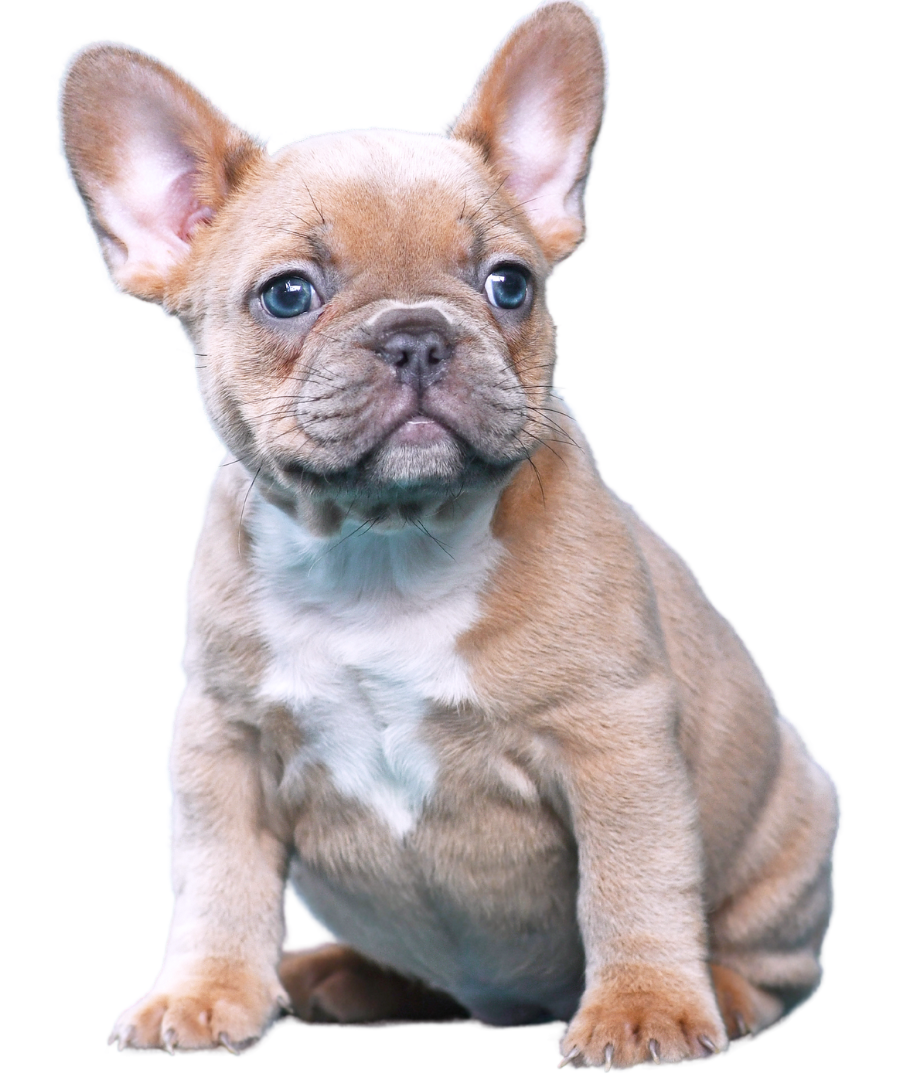 A French Bulldog puppy sitting down