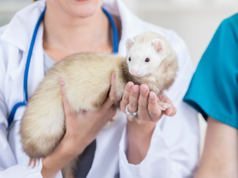 a smiling vet examines pet ferret