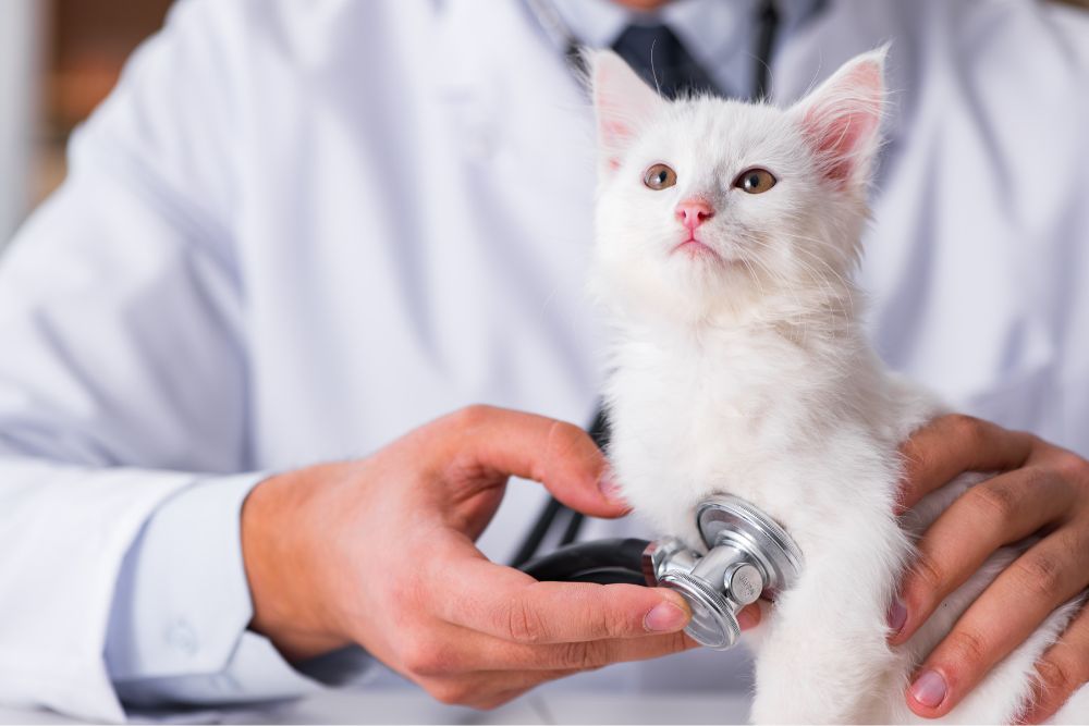 A white kitten being examined by a veterinarian