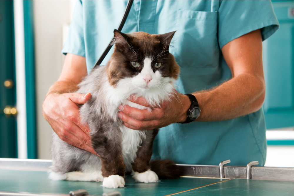 a vet examining a cat