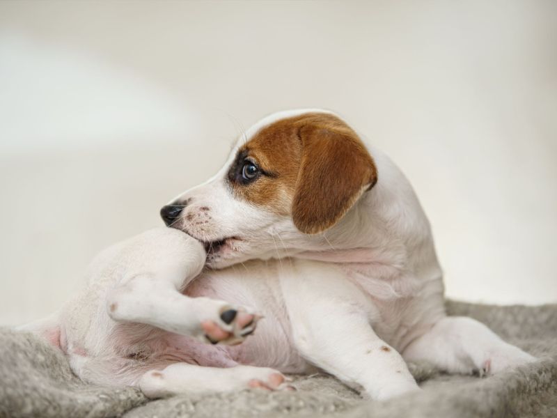 a dog biting its skin