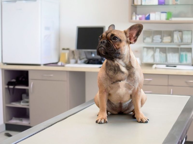 a dog sitting on a table in a clinic