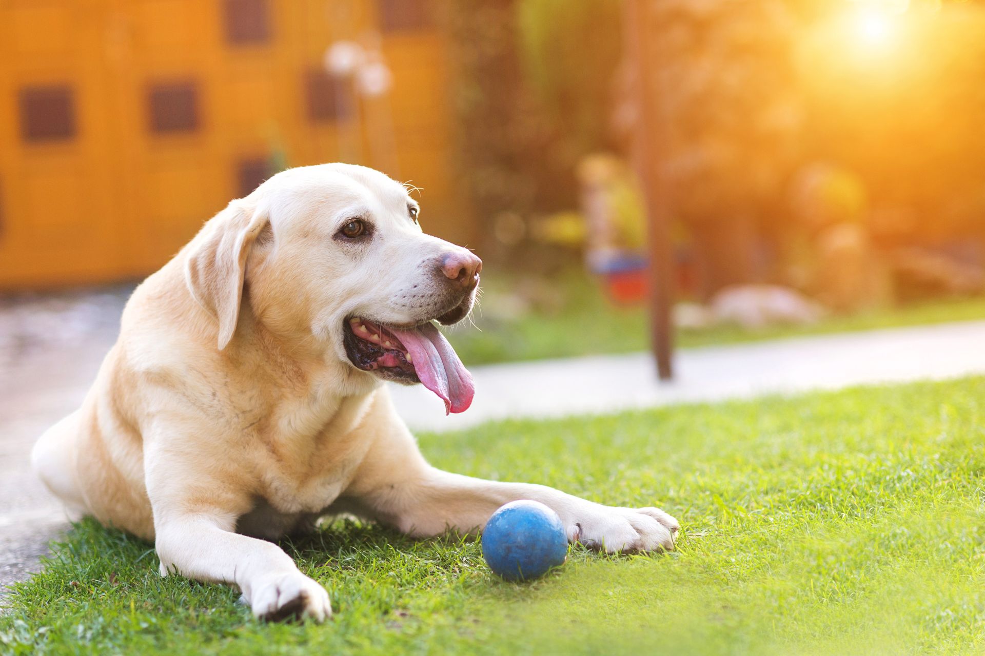 a dog with a blue ball sitting in a park<br />
