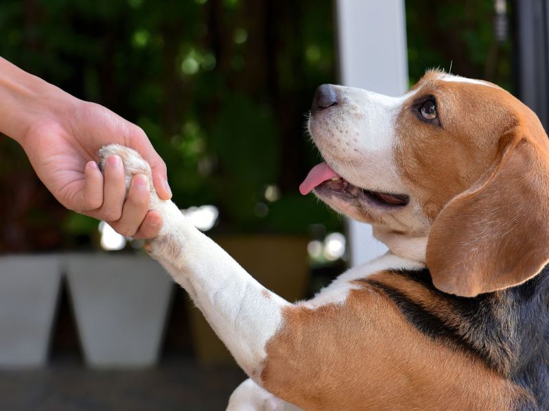 a person holding a dog's paw