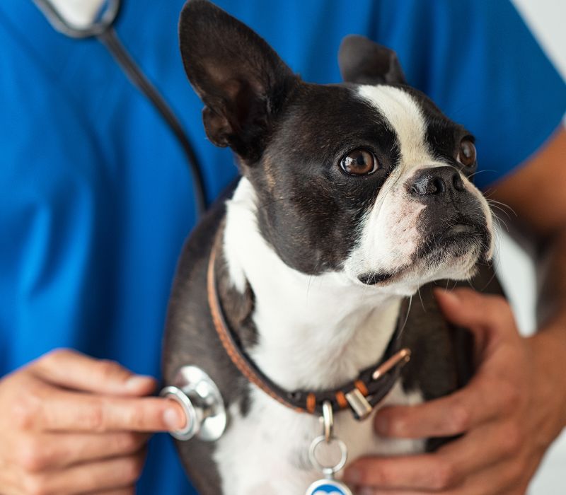 a vet examining a dog with stethoscope