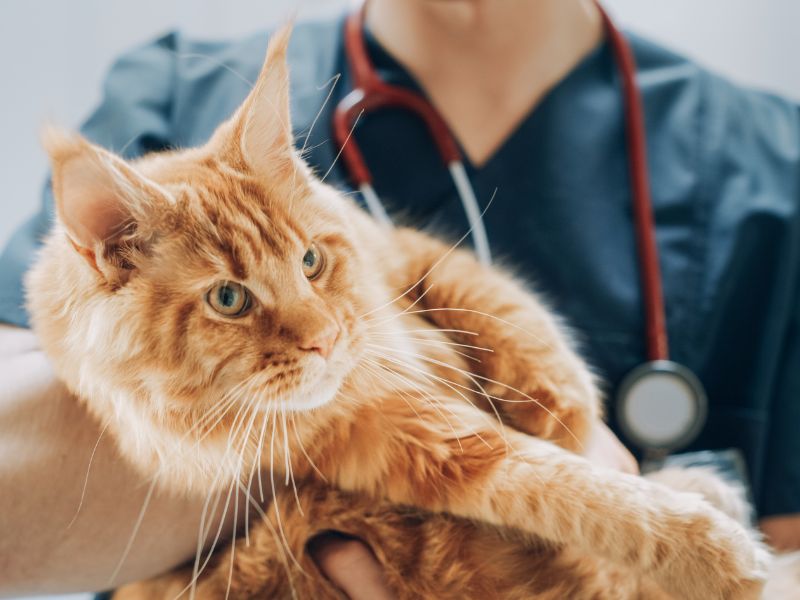 a vet holding a cat in her arms