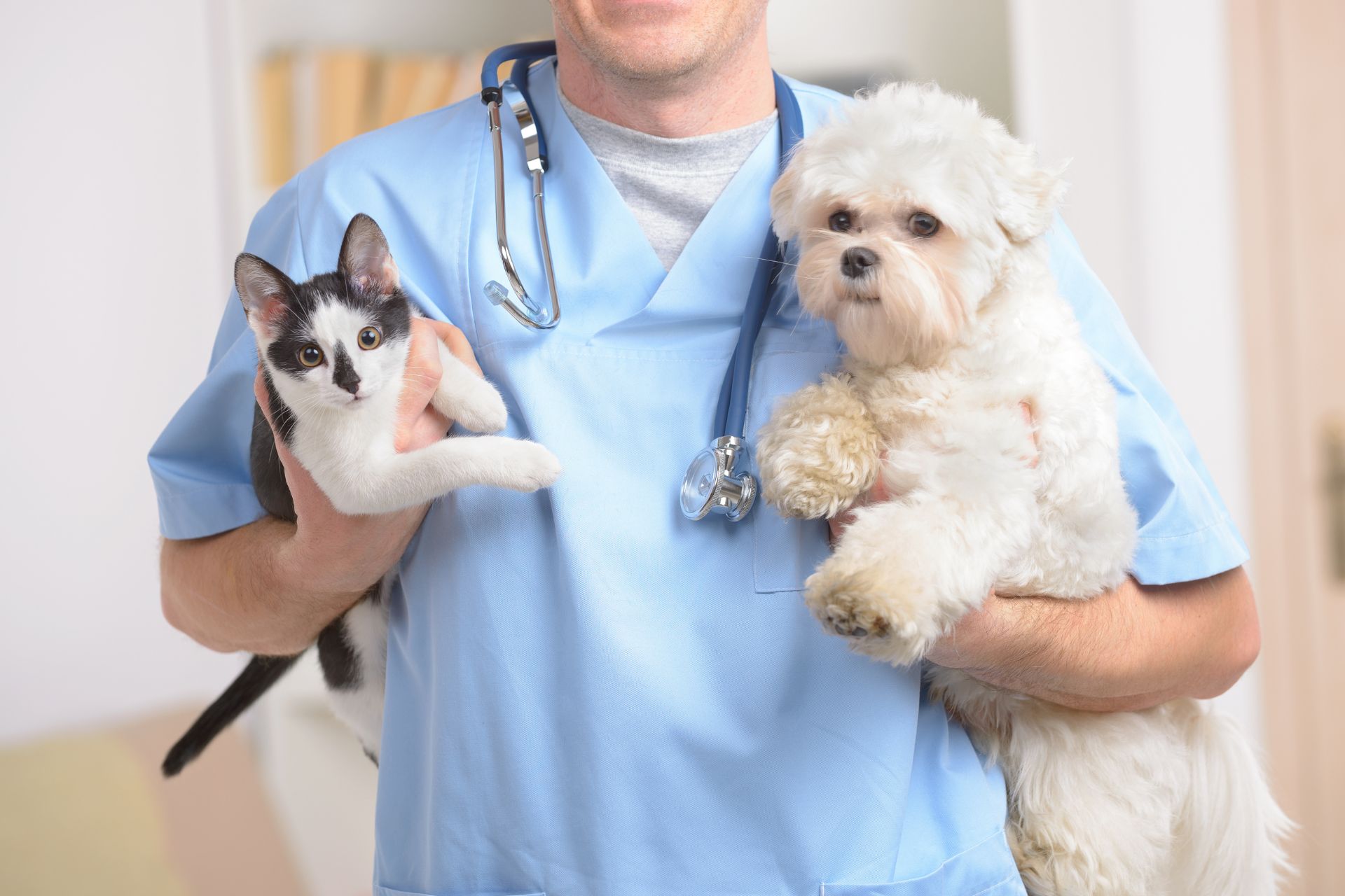 a vet holding a cat and a dog