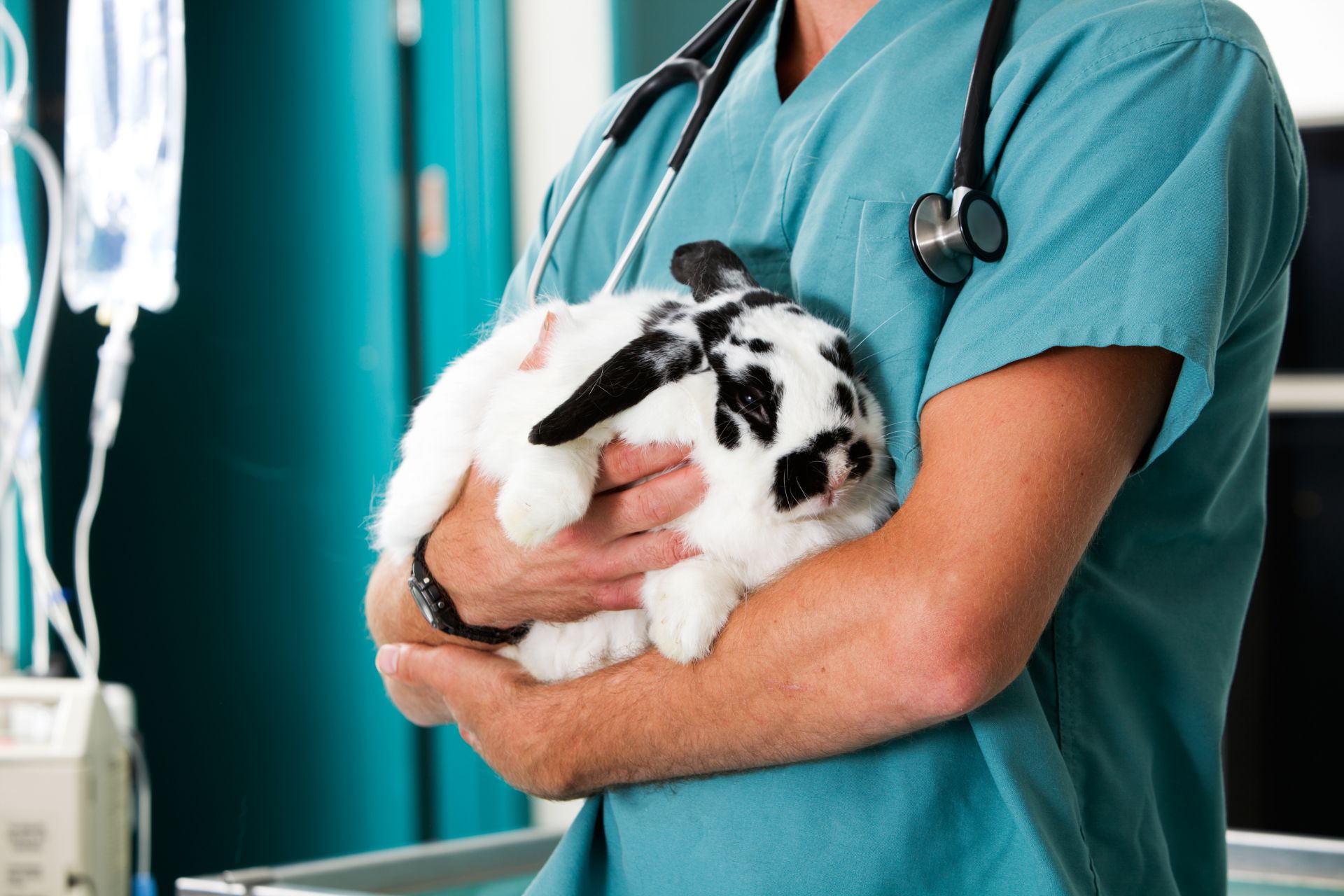 A vet gently holds a rabbit in his hands