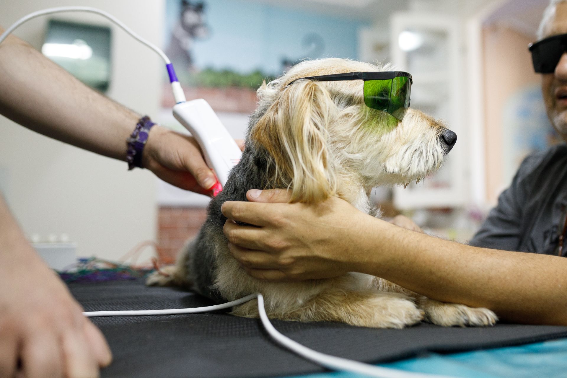 a dog getting laser therapy in a clinic