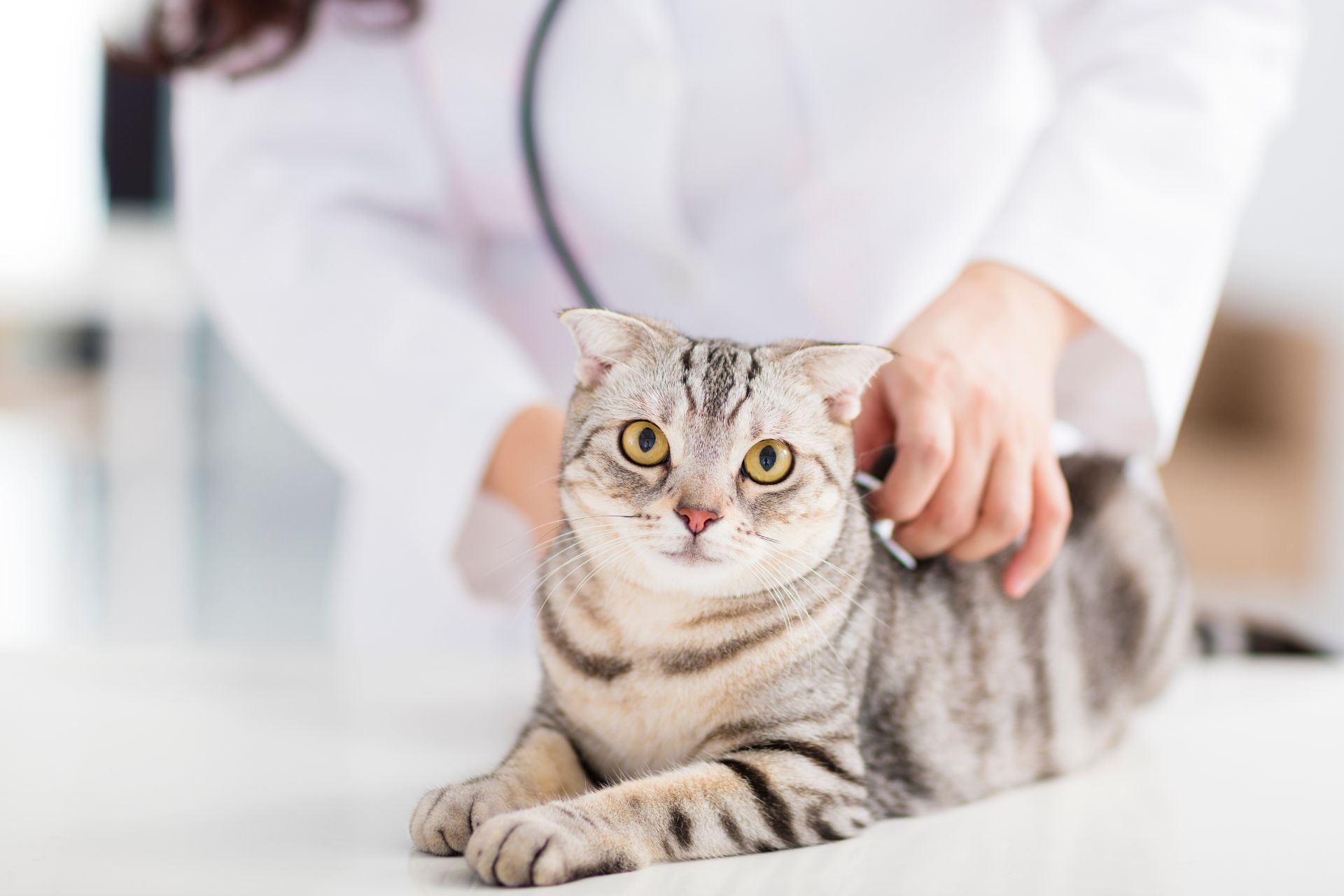 a vet in white scrub examining a cat