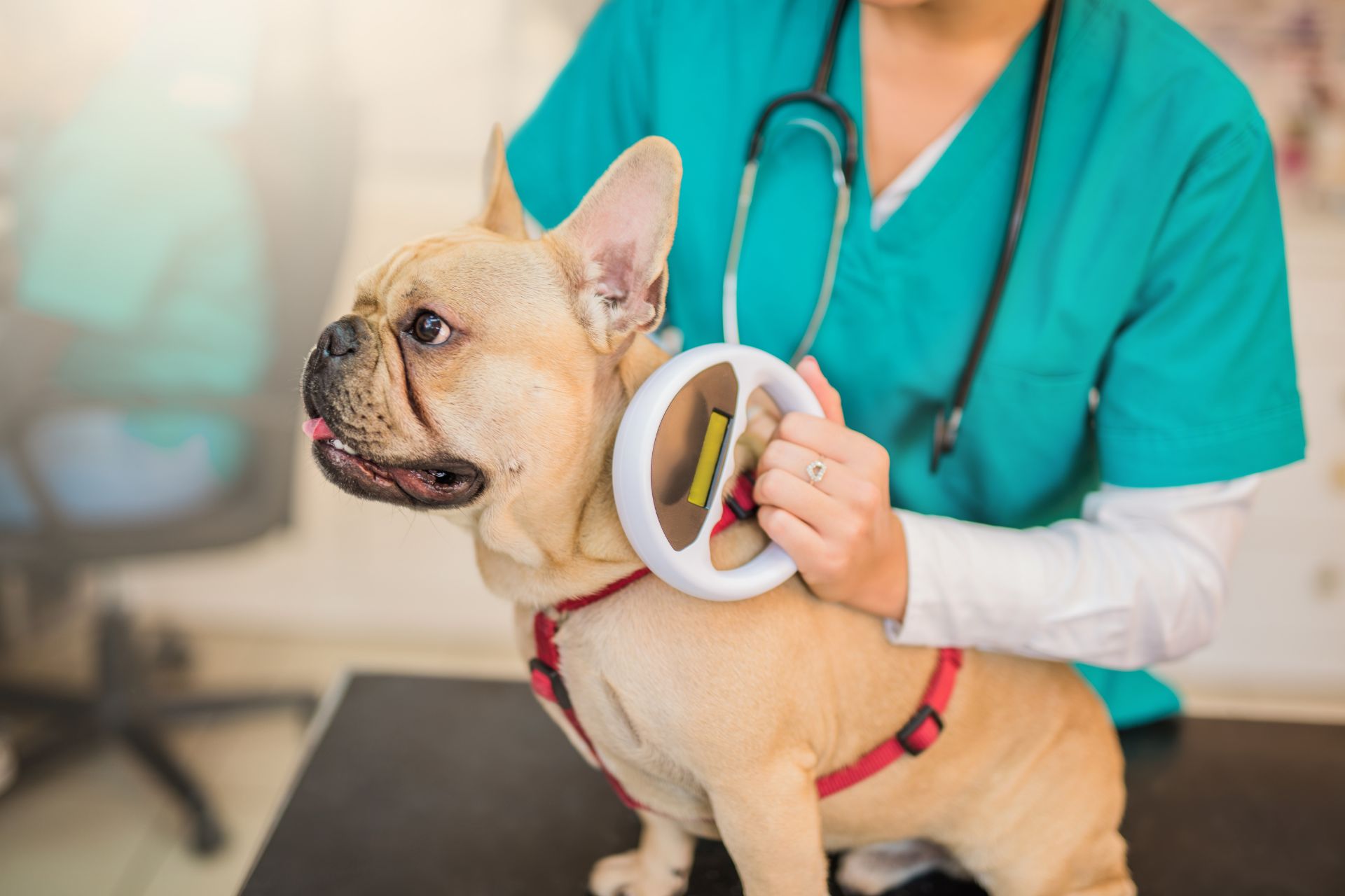 a vet scanning a dog for microchip