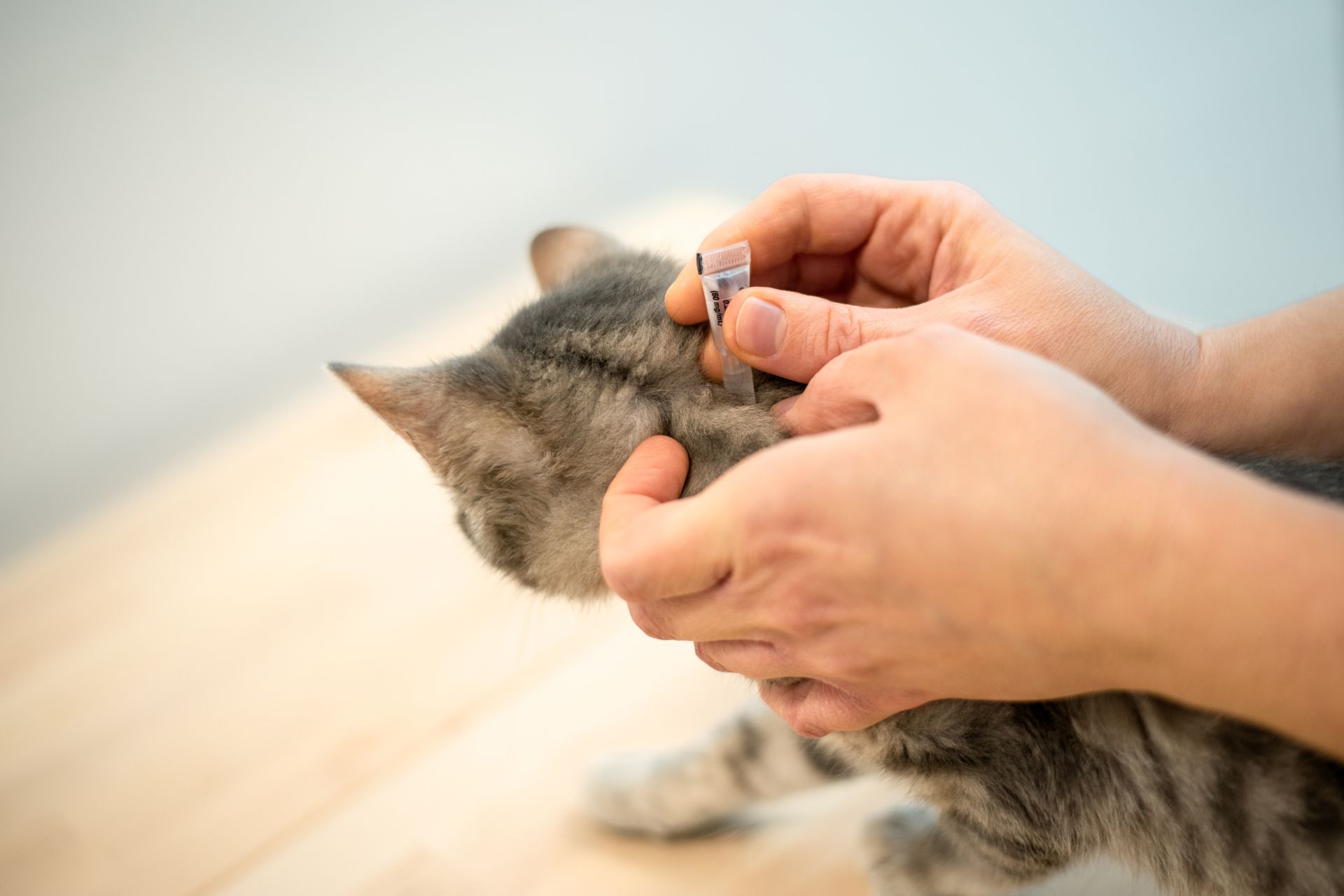 Vet using anti-flea drops to treat a cat