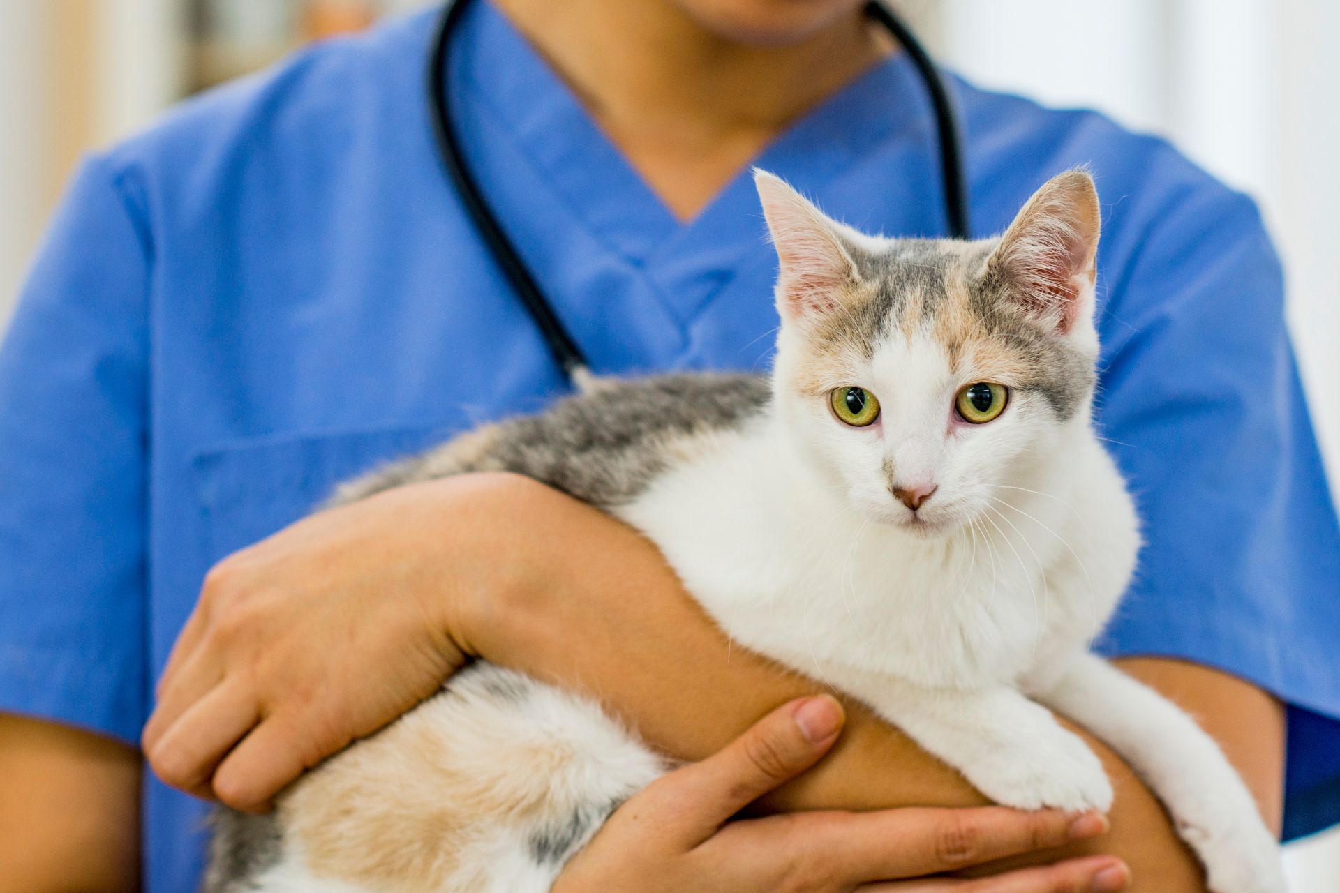 a vet holding a cat in her arms