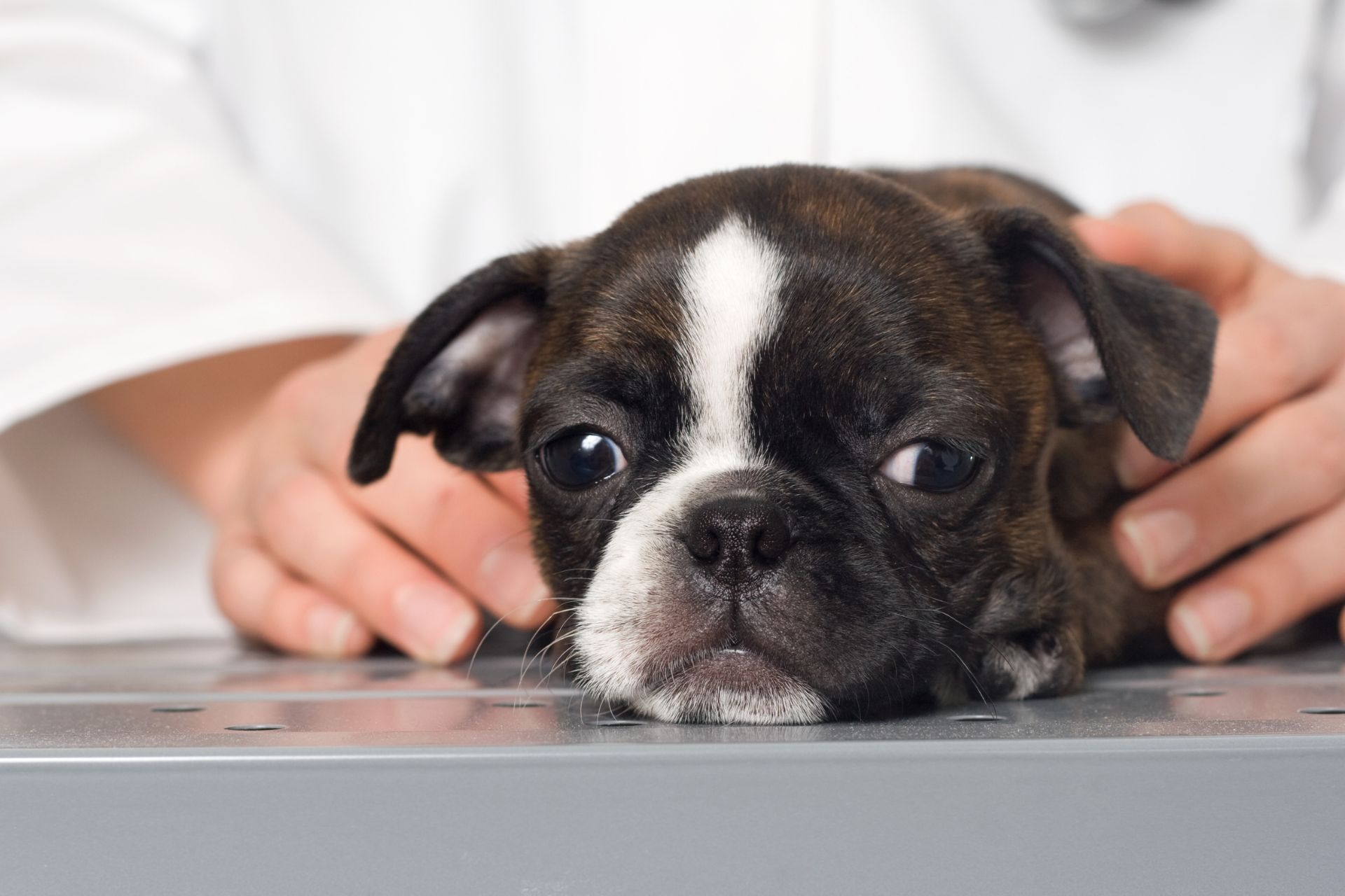 a vet holding a puppy