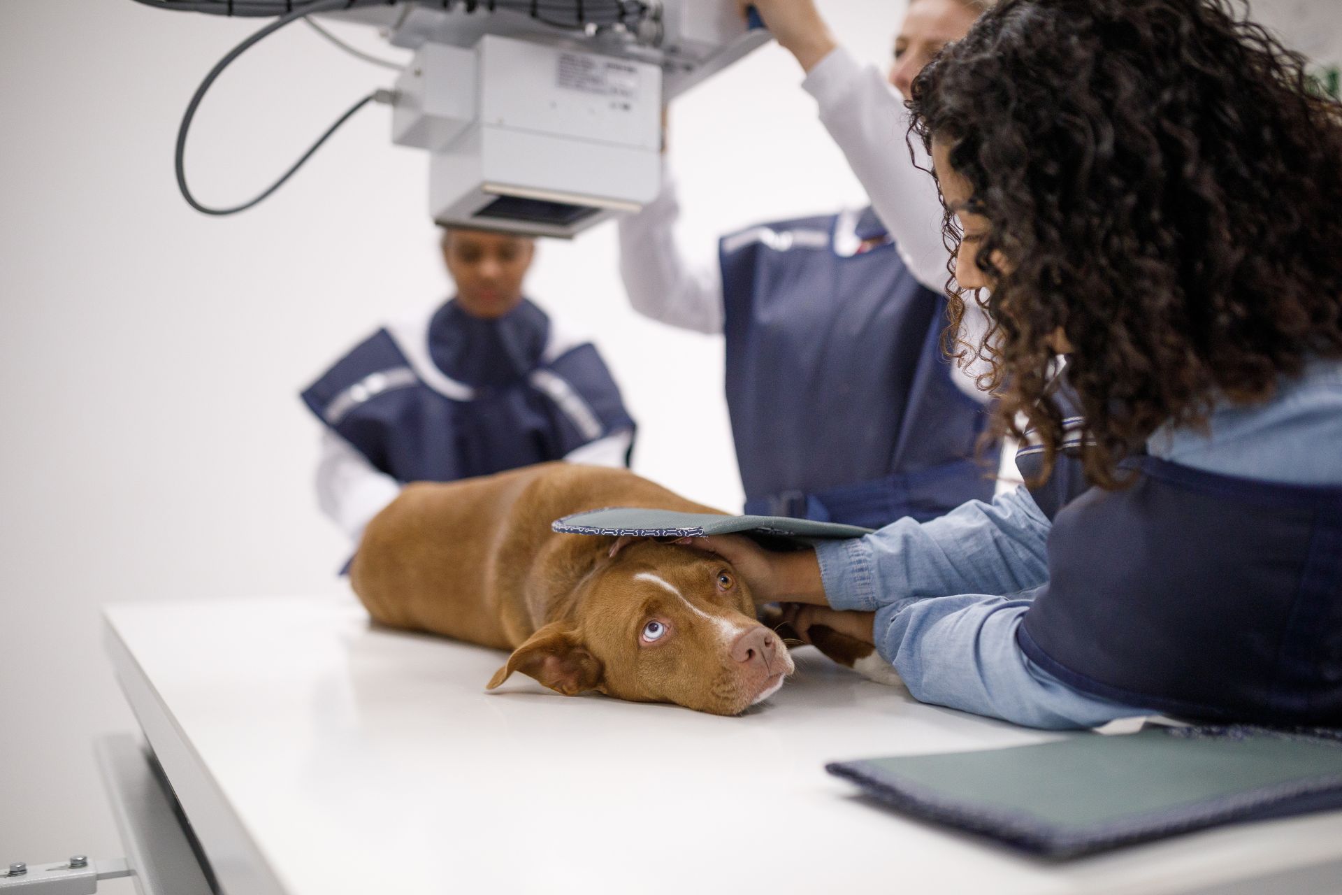 a dog getting an x-ray