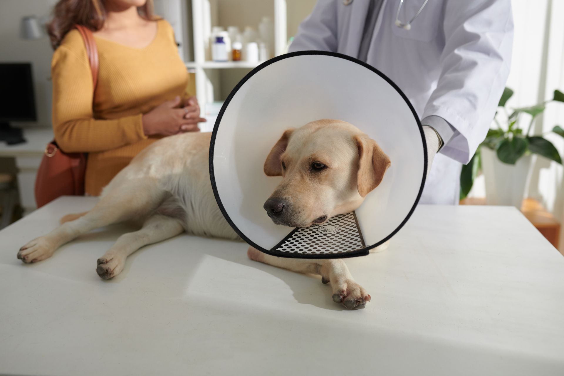 a dog with a cone around its neck lying on a table