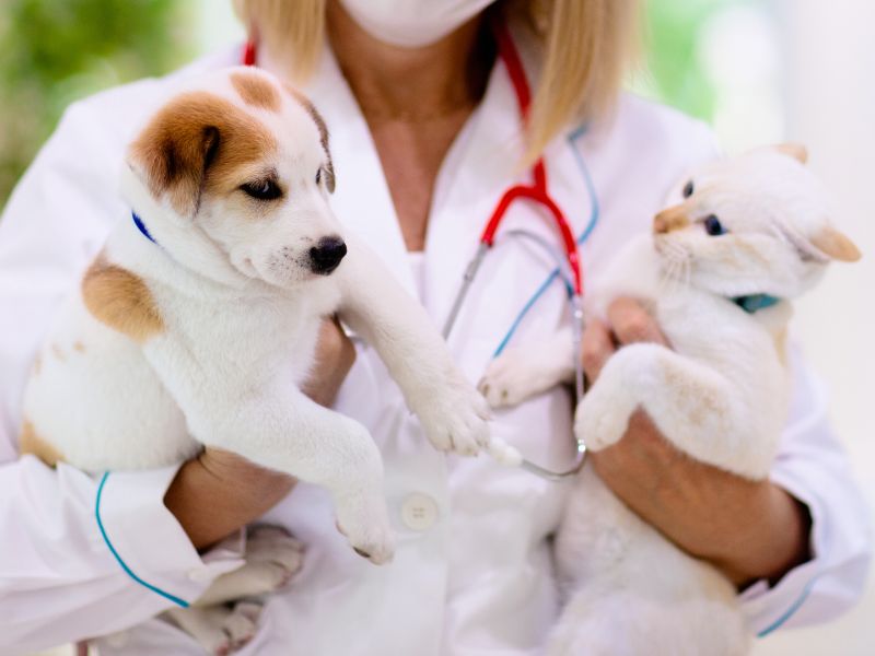 a vet holding a puppy and a kitten in her arms